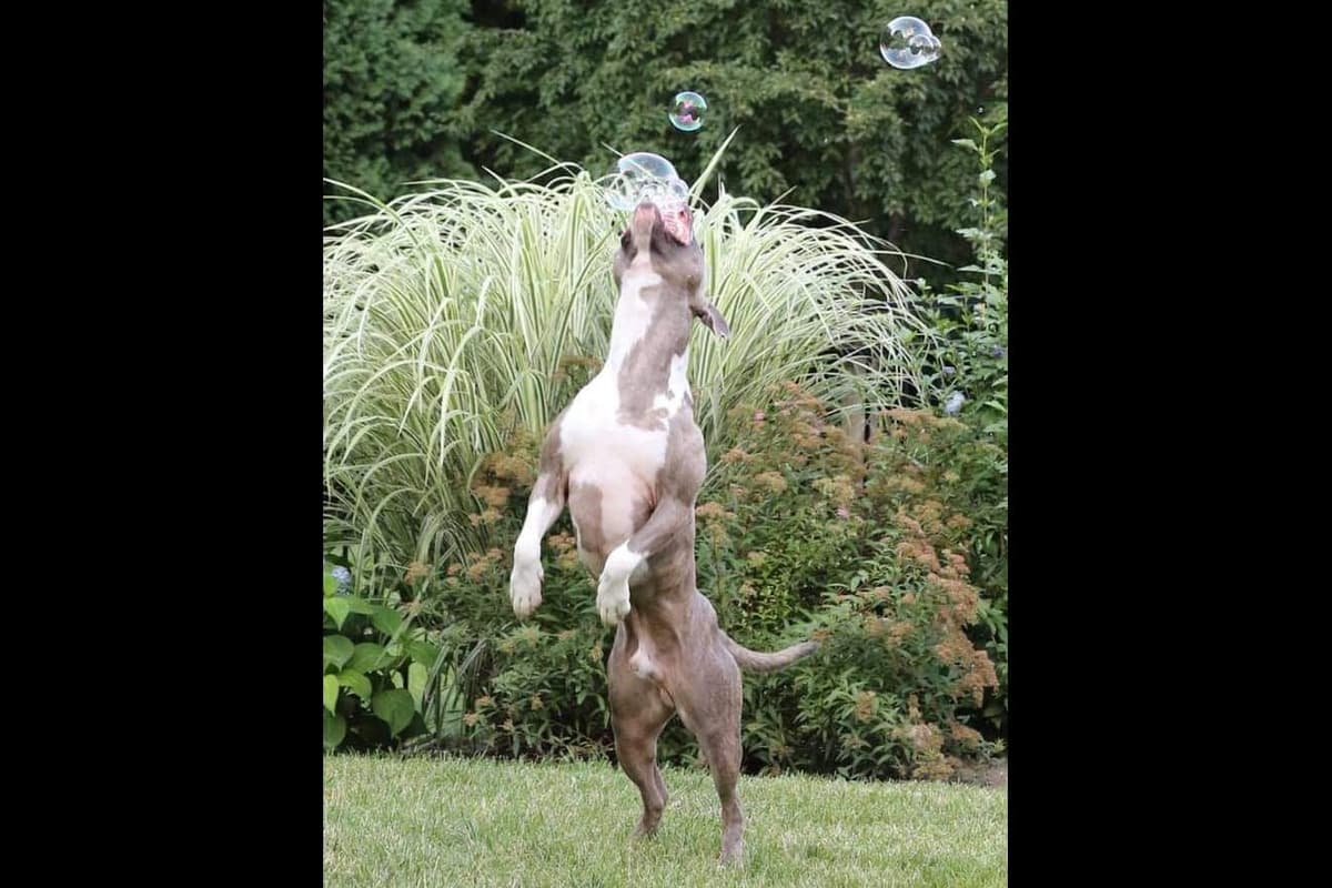 American Staffordshire Terrier Puppies breeder image 30