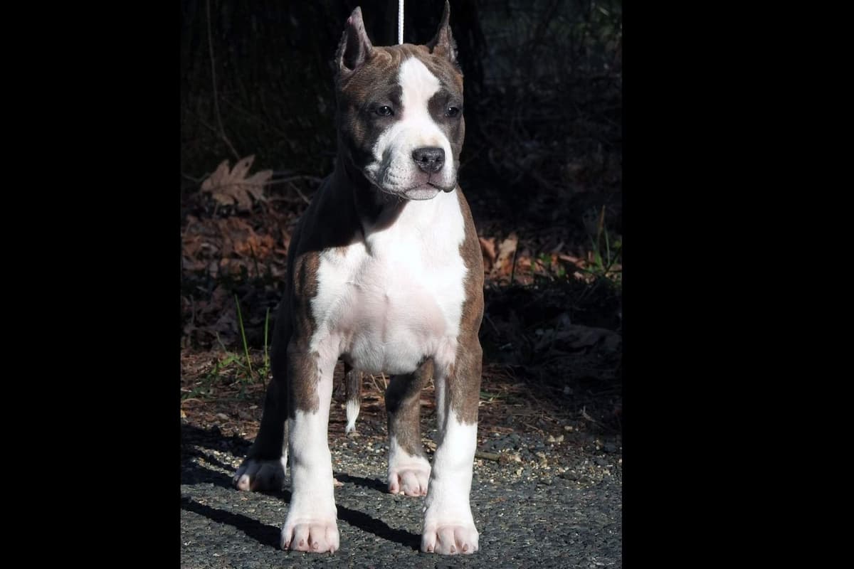 American Staffordshire Terrier Puppies breeder image 31