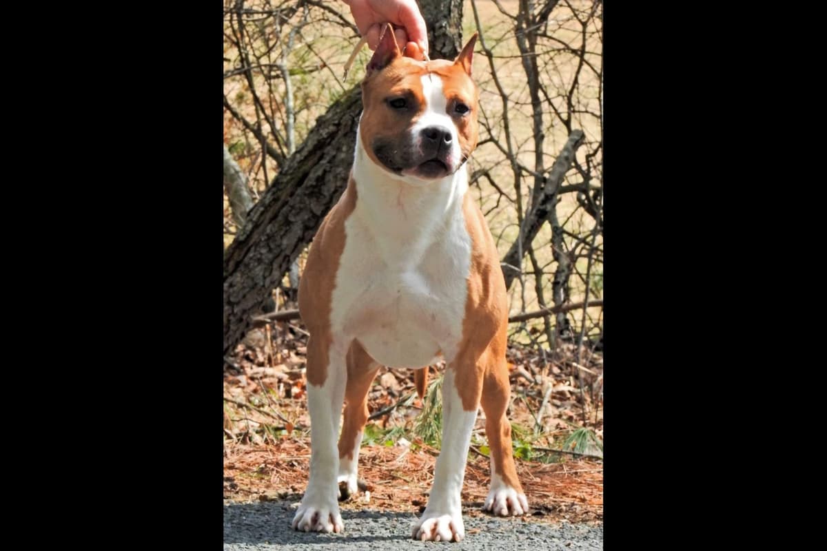 American Staffordshire Terrier Puppies breeder image 32