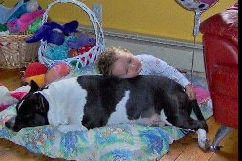 American Staffordshire Terrier Puppies breeder image 33