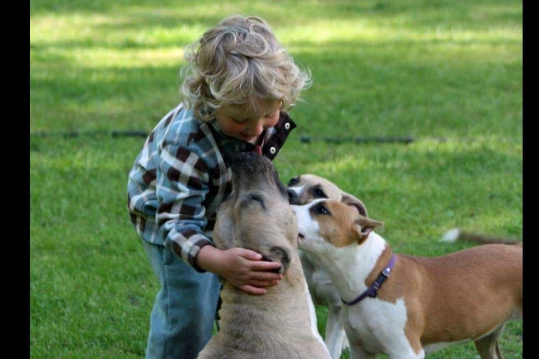 American Staffordshire Terrier Puppies breeder image 35