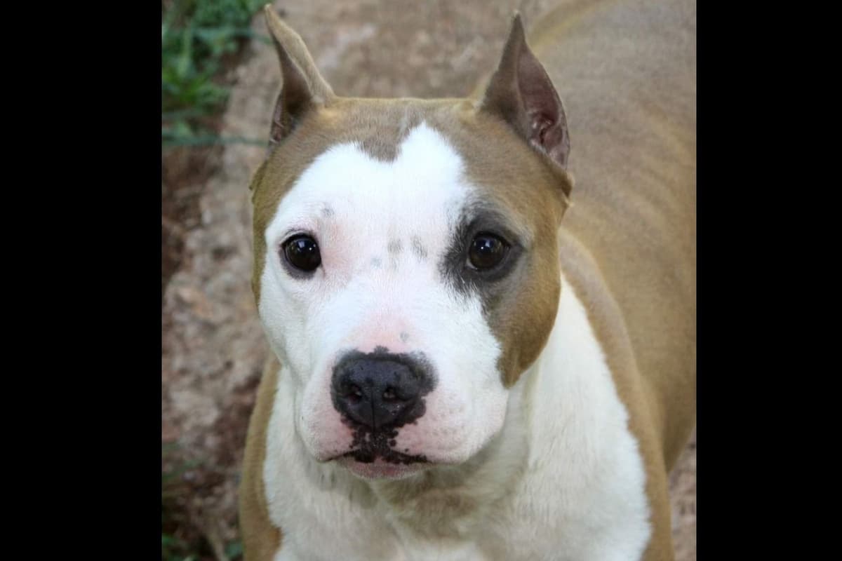 American Staffordshire Terrier Puppies breeder image 37