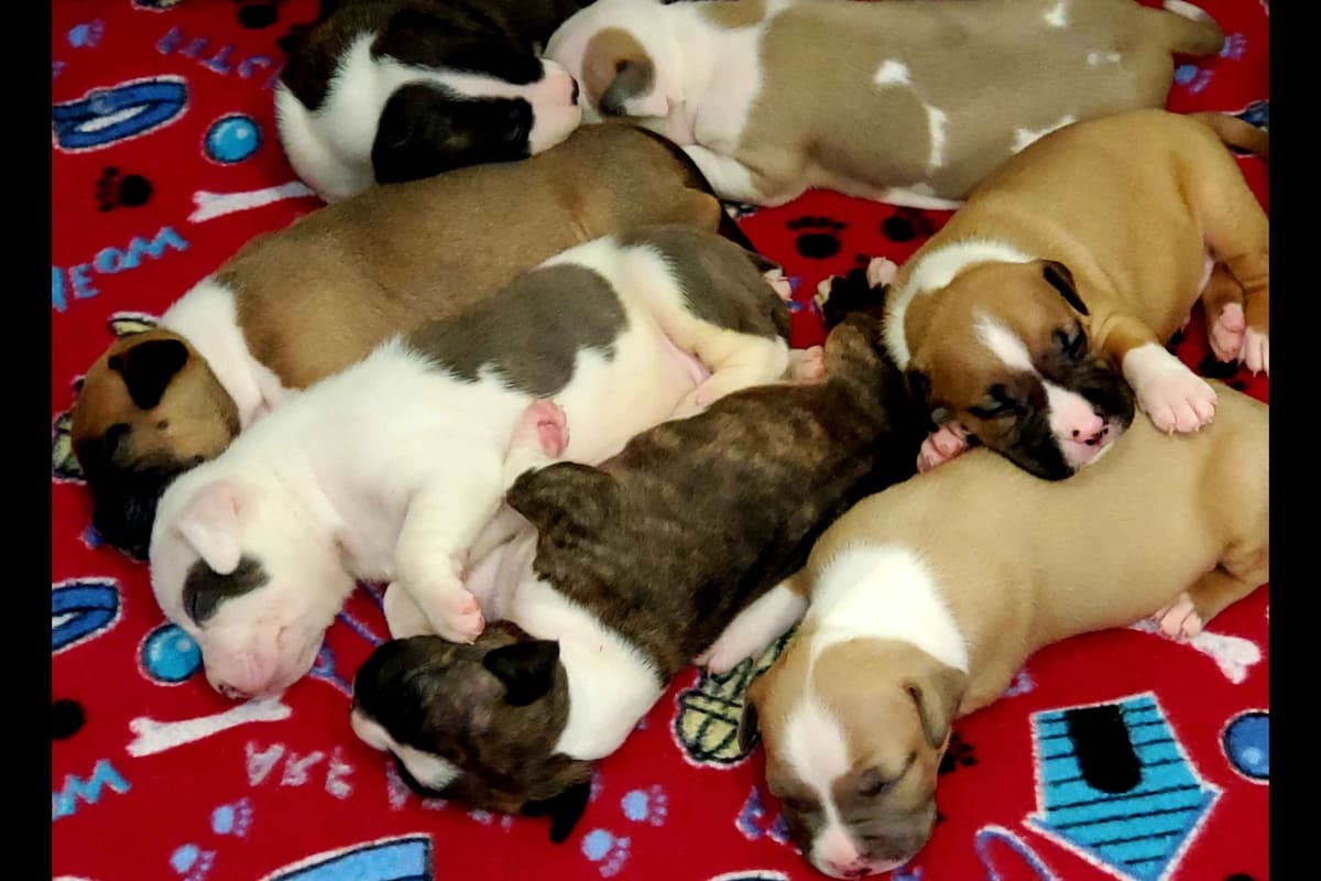 American Staffordshire Terrier Puppies breeder image 38