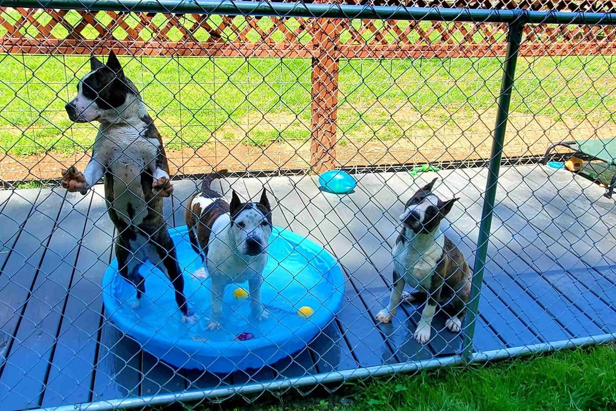 American Staffordshire Terrier Puppies breeder image 39