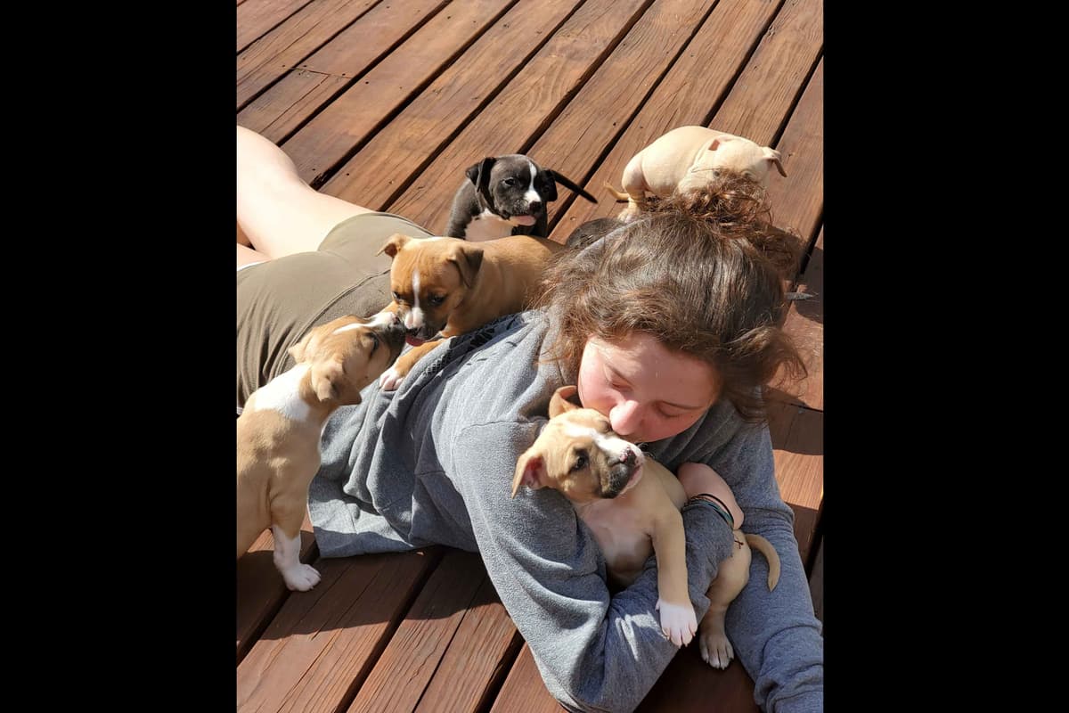 American Staffordshire Terrier Puppies breeder image 40