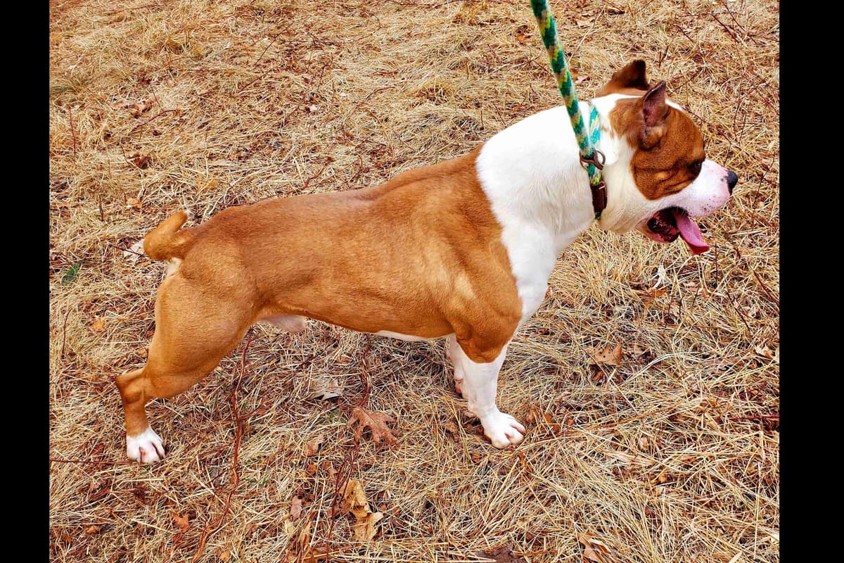 American Staffordshire Terrier Puppies breeder image 43