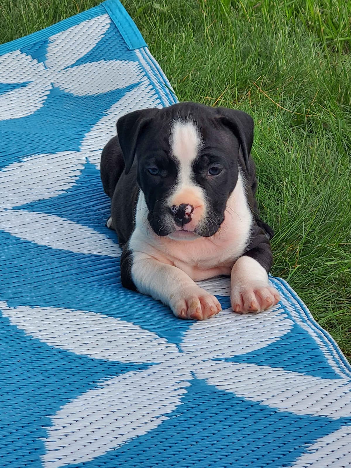 American Staffordshire Terrier Puppies breeder image 49