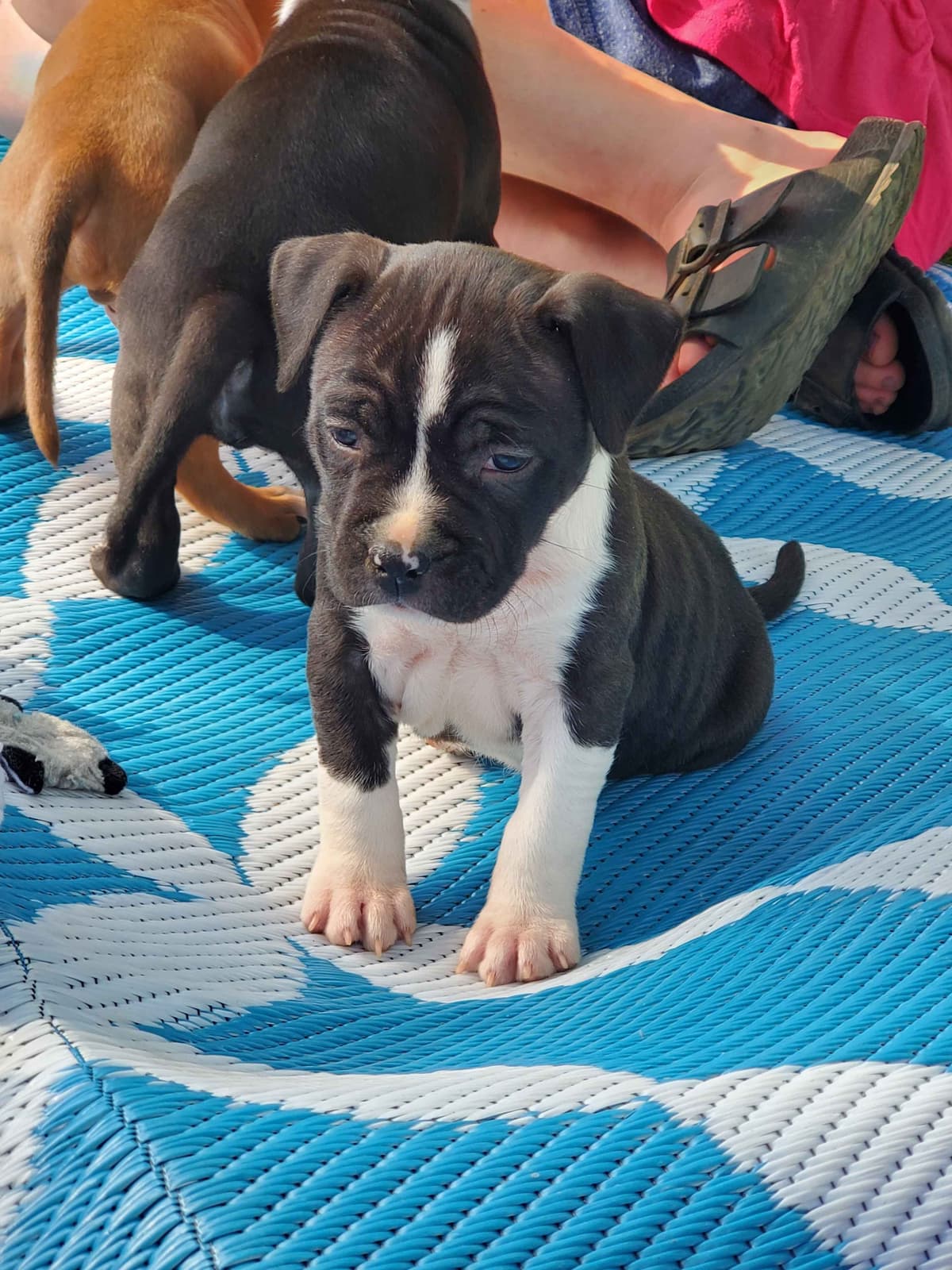 American Staffordshire Terrier Puppies breeder image 47