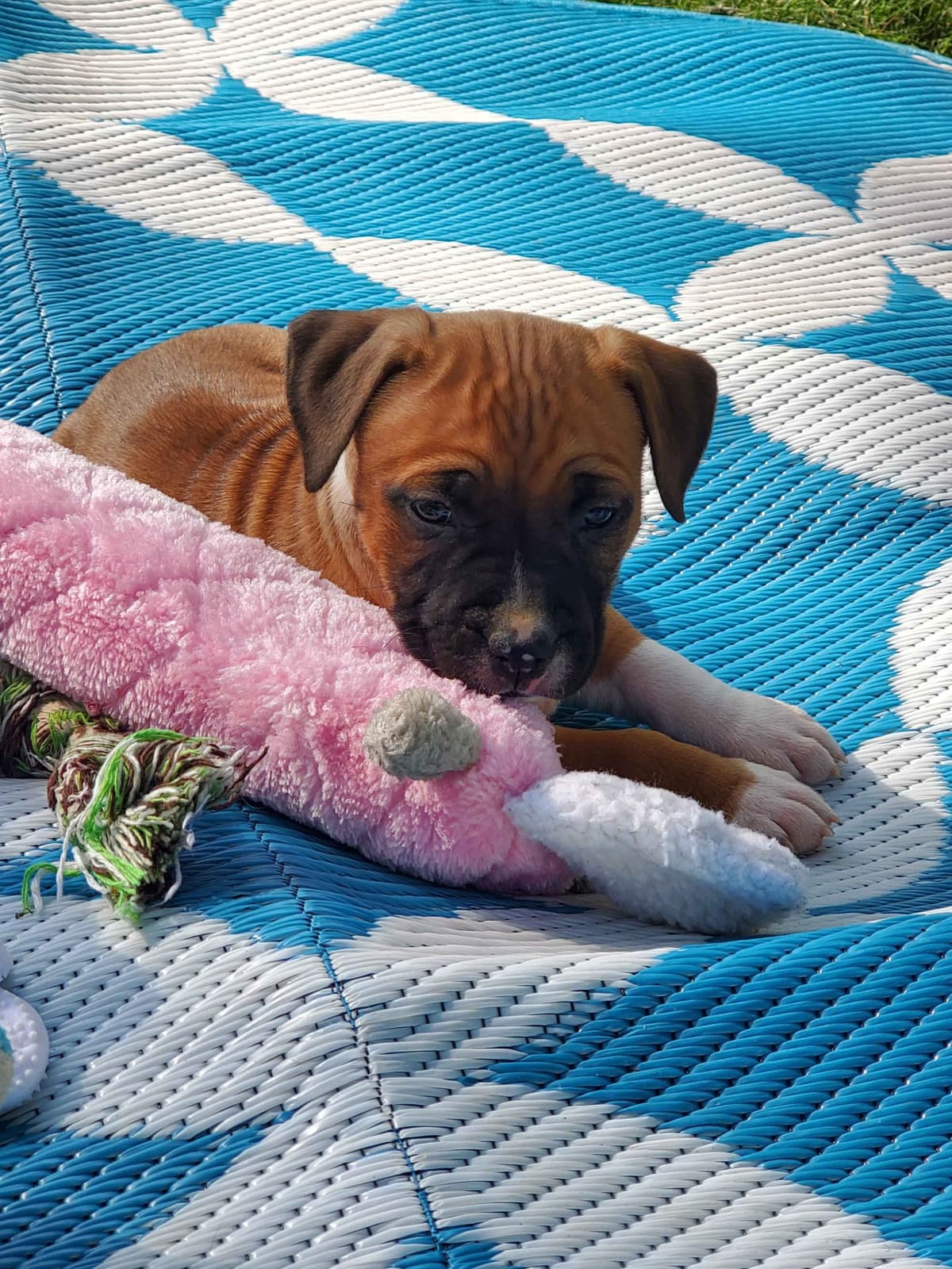 American Staffordshire Terrier Puppies breeder image 50