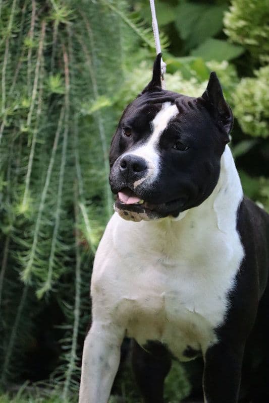 American Staffordshire Terrier Puppies media 3