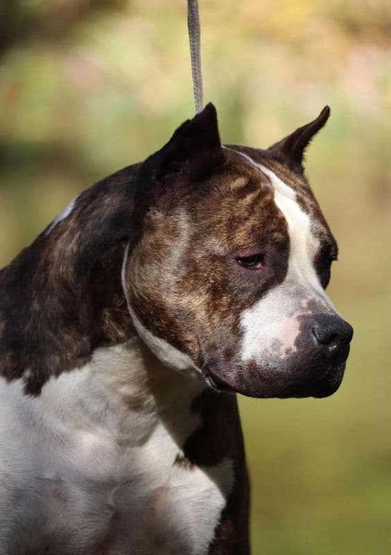 American Staffordshire Terrier Puppies media 4