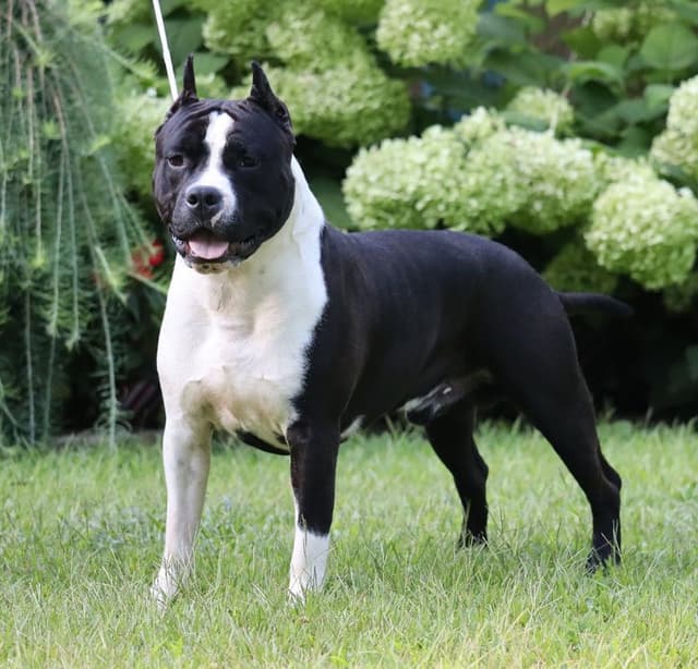 American Staffordshire Terrier Puppies media 5