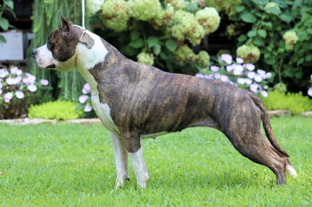 American Staffordshire Terrier Puppies media 6
