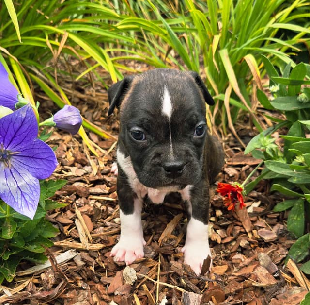 American Staffordshire Terrier Puppies media 7