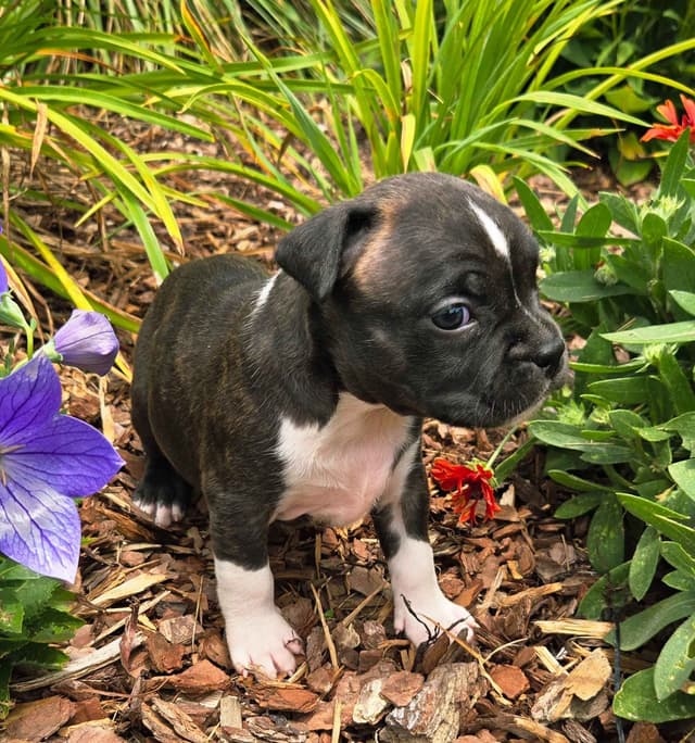 American Staffordshire Terrier Puppies media 8