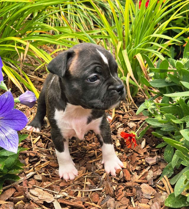 American Staffordshire Terrier Puppies media 9