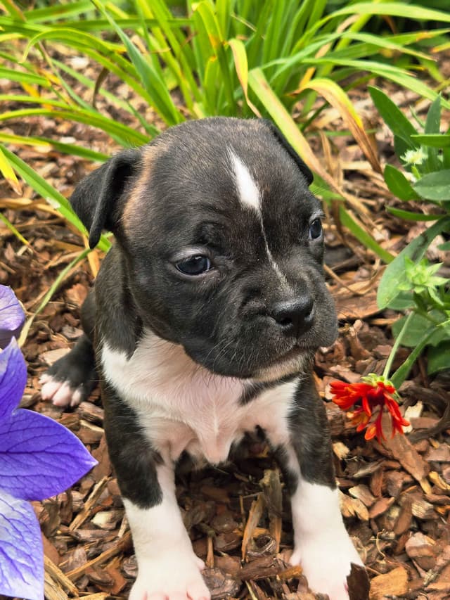 American Staffordshire Terrier Puppies media 10