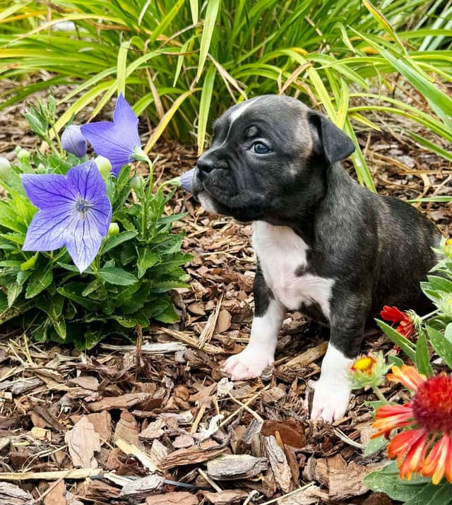 American Staffordshire Terrier Puppies media 11