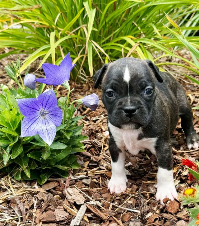 American Staffordshire Terrier Puppies media 12
