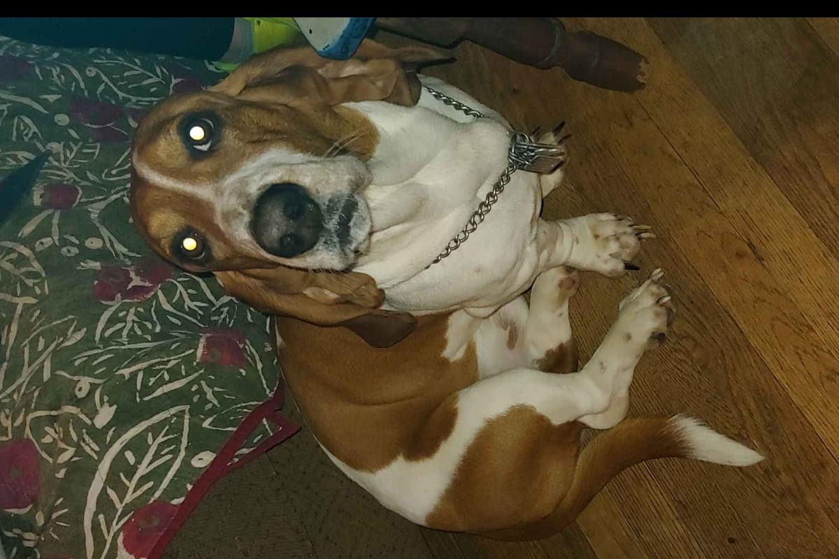 Basset Hound Puppies breeder image 1