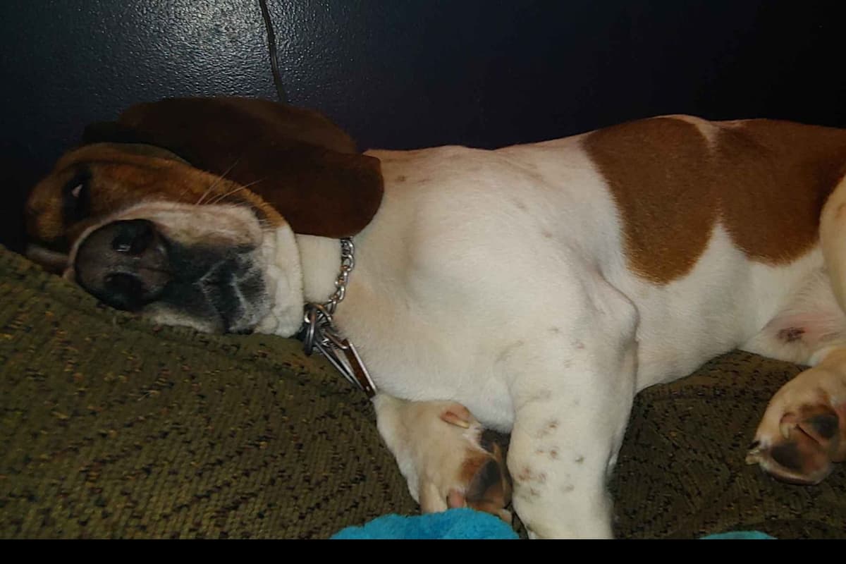 Basset Hound Puppies breeder image 3