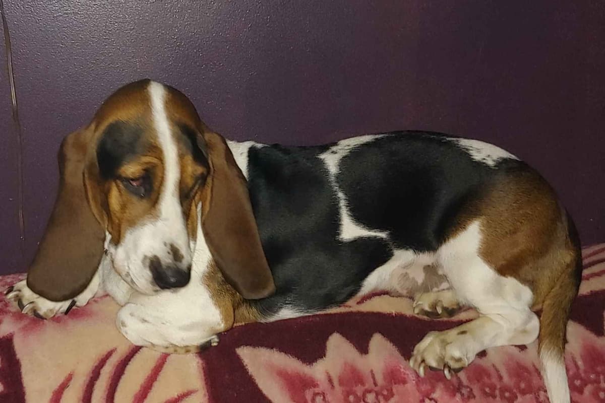 Basset Hound Puppies breeder image 4