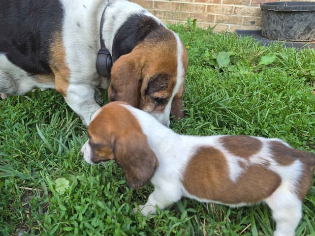 Basset Hound Puppies media 2