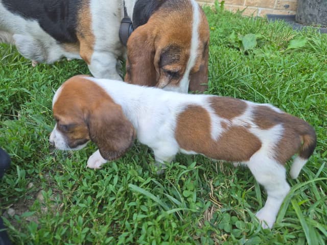 Basset Hound Puppies media 3