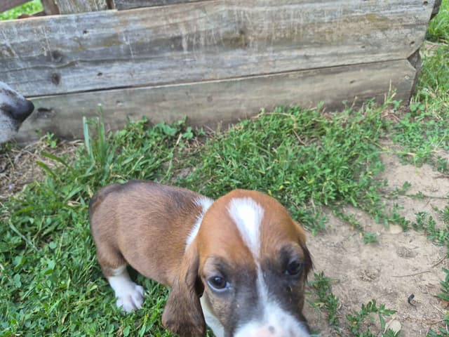 Basset Hound Puppies media 4