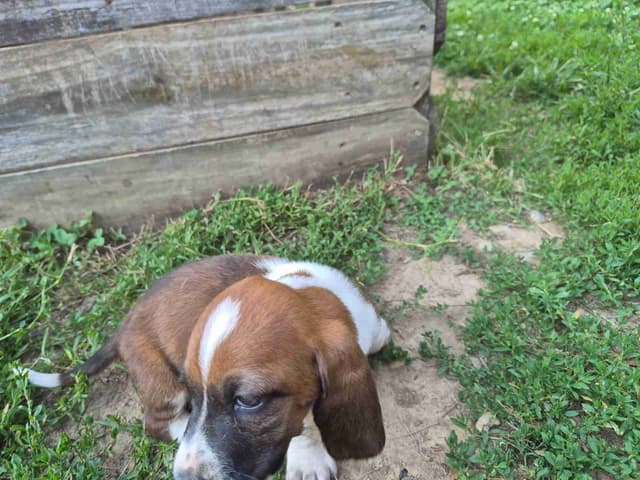 Basset Hound Puppies media 5