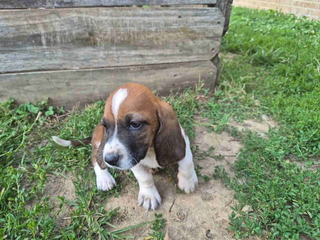 Basset Hound Puppies media 6