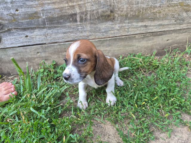 Basset Hound Puppies media 7