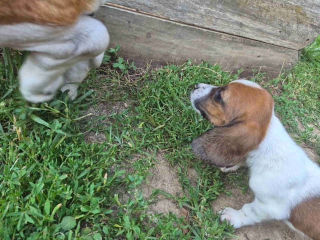 Basset Hound Puppies media 8