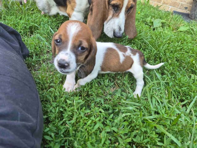 Basset Hound Puppies media 9