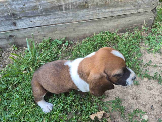 Basset Hound Puppies media 10