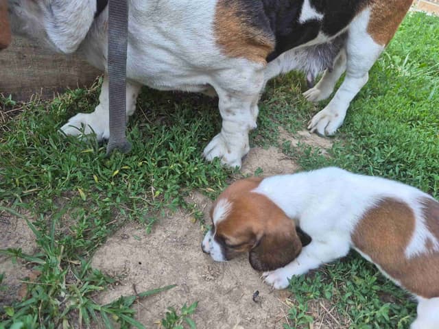 Basset Hound Puppies media 11