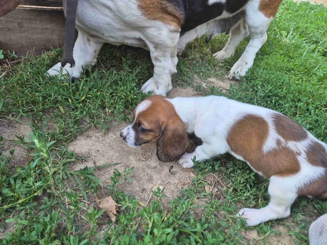 Basset Hound Puppies media 12