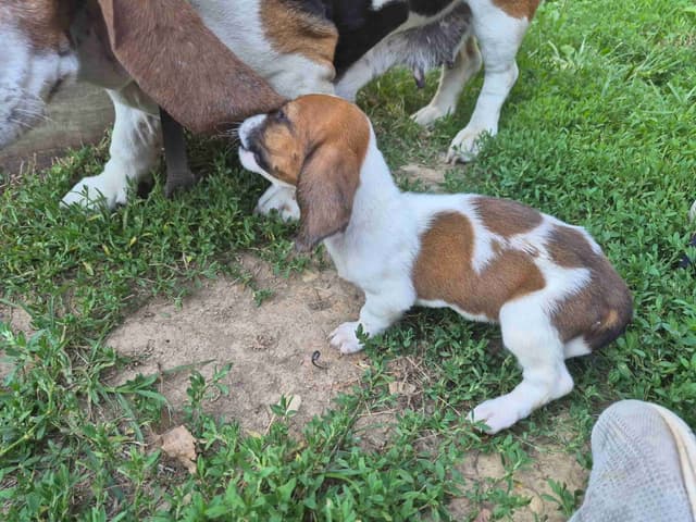 Basset Hound Puppies media 13