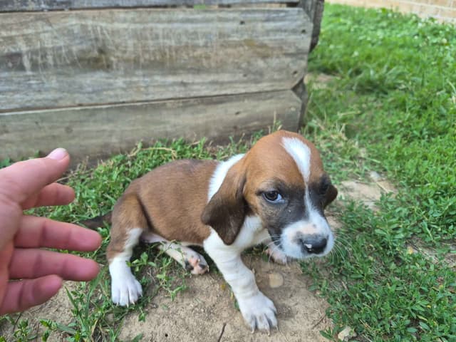 Basset Hound Puppies media 15