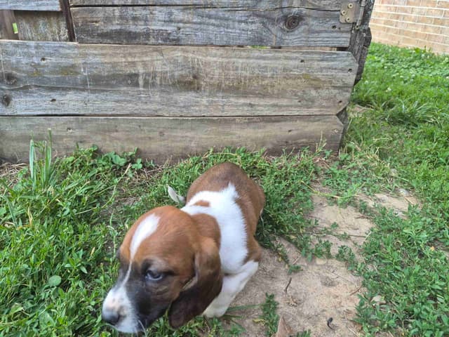 Basset Hound Puppies media 17