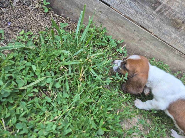 Basset Hound Puppies media 18