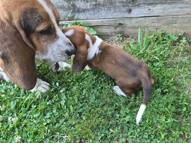 Basset Hound Puppies media 16