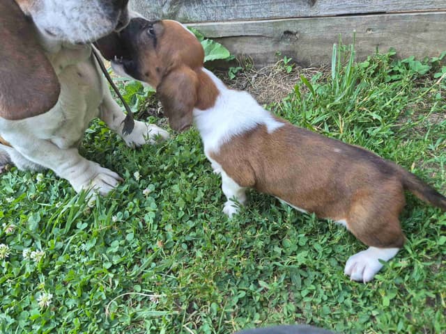 Basset Hound Puppies media 19