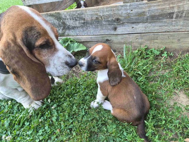 Basset Hound Puppies media 21