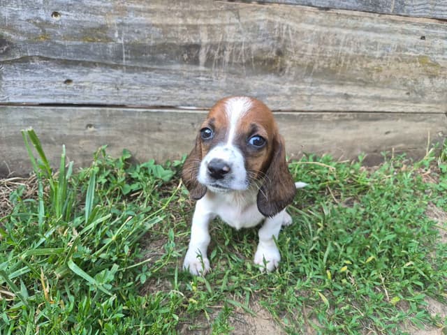 Basset Hound Puppies media 22