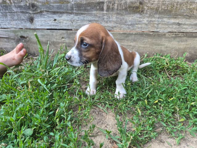 Basset Hound Puppies media 24