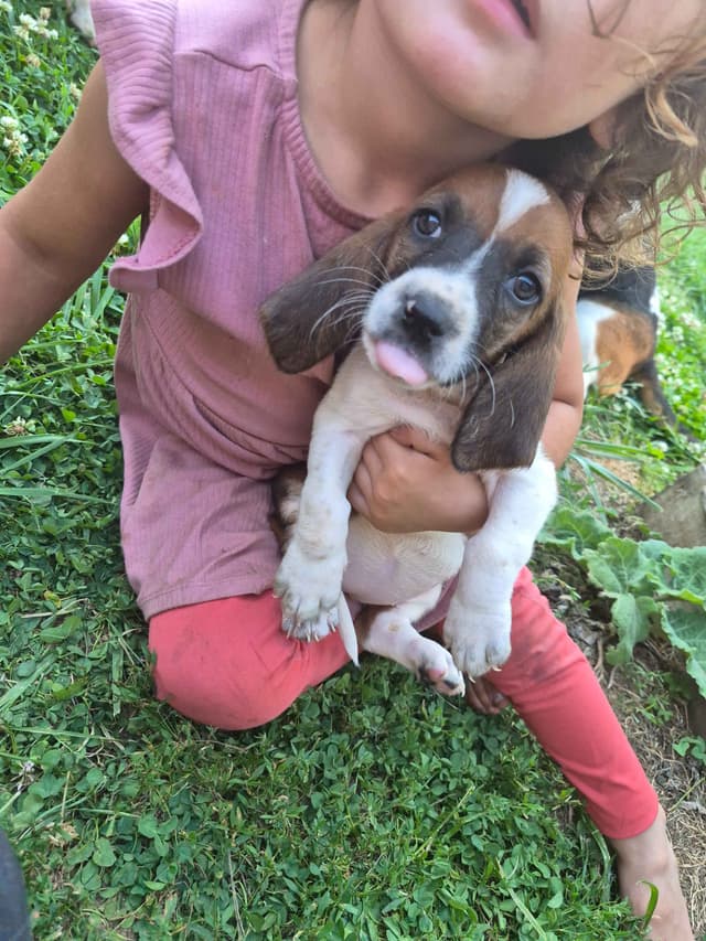 Basset Hound Puppies media 25