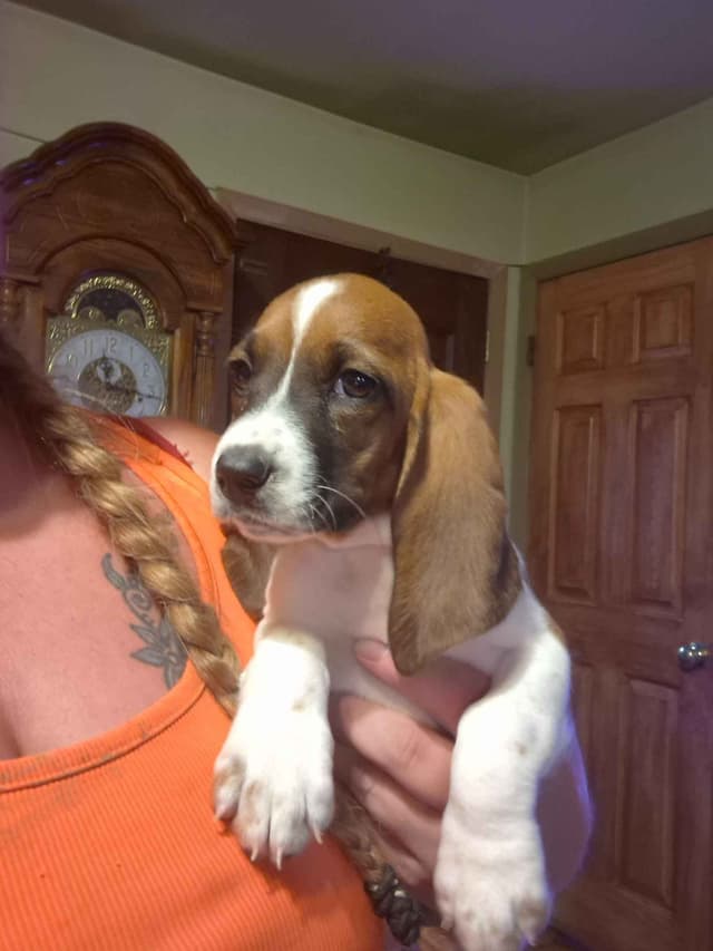 Basset Hound Puppies