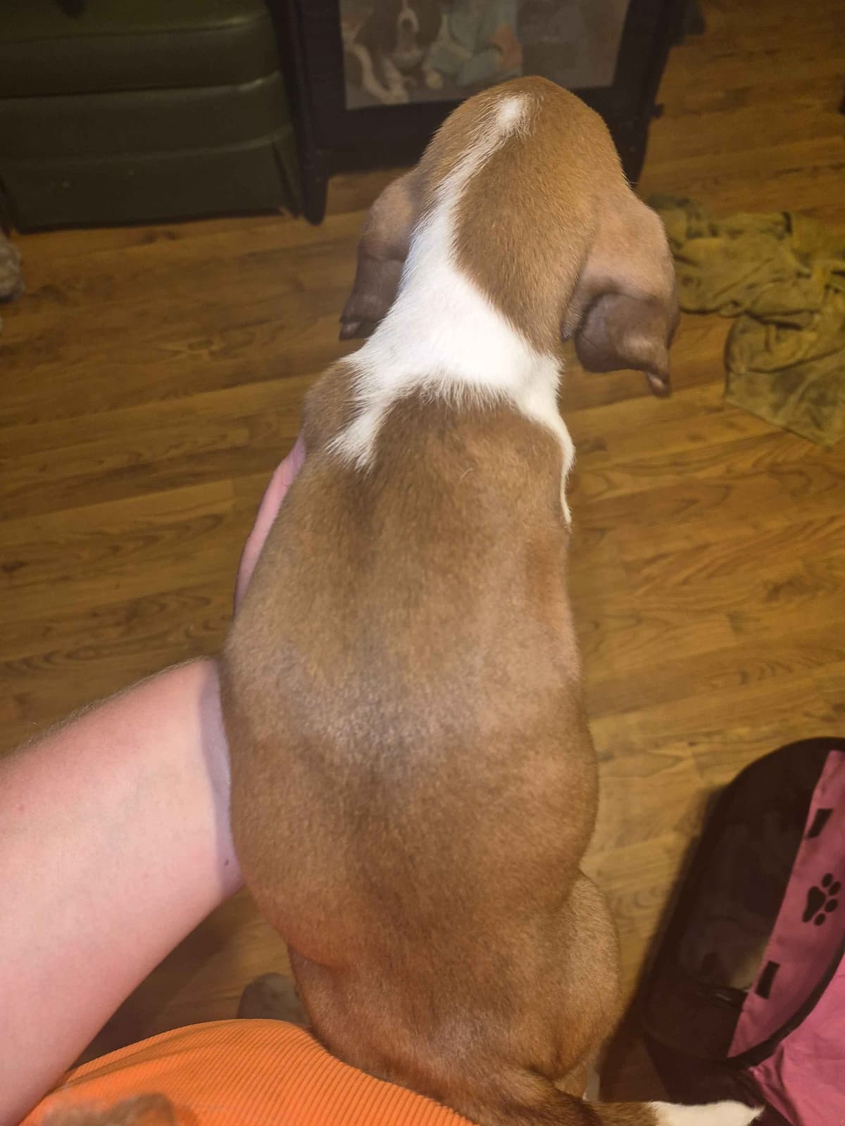 Basset Hound Puppies photo 3