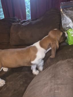 Basset Hound Puppies thumbnail 4